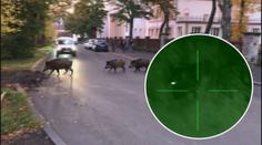 Zlín řeší problém s divočáky po svém! Za každého uloveného vyplácí tisíce