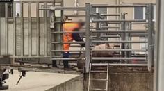 Mlácení a kopání. Veterináři i policisté prověřují týrání zvířat na jatkách