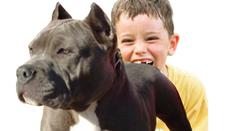 Výměna rolí: chlapec pokousal pitbulla