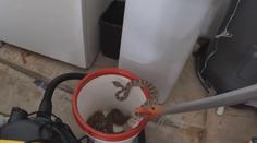 Muže vyděsil chřestýš v garáži. To ještě netušil, že jich tam je dvacet