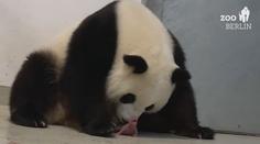 VIDEO: V Berlínské ZOO se narodila pandí mláďata