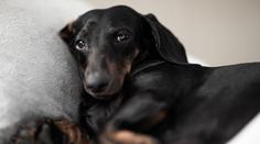 Žena koupila v množírně štěně. Veterinář ho musel po několika dnech uspat