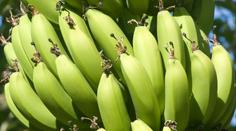 Klimatická změna umožní v Česku pěstovat tropické ovoce, říká botanik