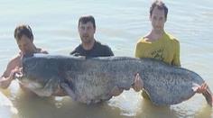 Chytili obřího sumce: 252 cm a 100 kilo