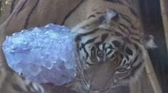 Zoo ve světě bojují s vedry. Zvířata ochlazujeme podobně jako lidi, říká chovatel