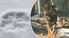 Vlků přibývá. Nově jsou u Českého Krumlova i v Krušných horách