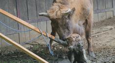 VIDEO: Boj o život v pražské zoo. Novorozený zubr zapadl do bahna