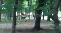 Medvěd se proháněl slovenskou vesnicí