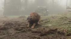 Zoo nabízí přetahování lanem s šelmami! Ochránci zvířat zuří