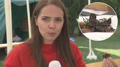 VIDEO: Smažené cvrčky nebo šváby! Nejen tyto pochoutky servírovali v Troji