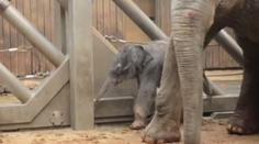 Sloní holčička z ostravské ZOO se konečně napila. Nemá ale ještě vyhráno, říkají ošetřovatelé