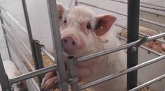 V boji proti nemoci střev pomáhají vědcům miniprasátka