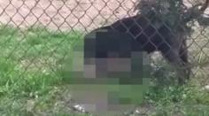 Smečka psů může zabíjet! Lidé se bojí, natočili brutální záběry útoku