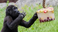 Pražskou zoo čeká velká změna. Ředitel popsal, jak bude vypadat nový pavilon