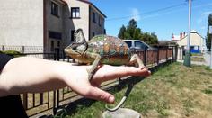 To tu ještě nebylo! Hasiči zachraňovali chameleona z elektrických drátů