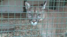 Dívku ve Faunaparku na Jesenicku zranila puma! Policie obvinila tři lidi