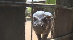 Malinká hrošice okouzlila lidi v jihlavské zoo. 70kilového drobka si maminka hlídá