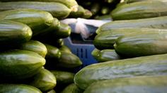 Převratná studie: Okurky jsou zázračný lék! Pomůžou proti cukrovce i kocovině