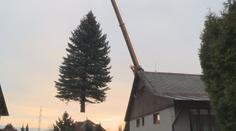 VIDEO: Stříbrný smrk ozdobí liberecké náměstí