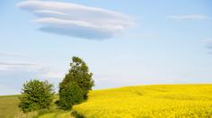 Řepka jako droga? Srny po ní napadají děti a skáčou pod auta!