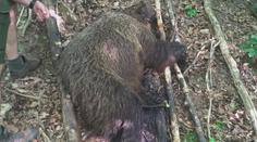 Na Slovensku někdo zastřelil medvědici! Zůstala po ní tři mláďata