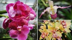 Úžasné triky orchidejí: Hmyz se s nimi chce pářit! GALERIE