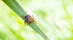 Aktivita klíšťat je vysoká! Kde řádí nejvíce? PŘEHLED PO OKRESECH