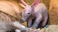 Mládě hrabáče narozené v pražské zoologické zahradě je holka!
