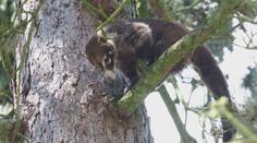 Z jihlavské ZOO uprchl samec nosála. Chytit ho se nepodařilo ani hasičům