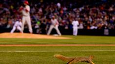 Bizarnosti v MLB: Veverka kradla metu, hráč ukazoval zadek