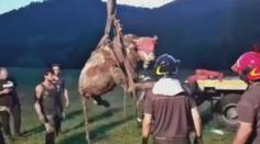 VIDEO: Kráva bojovala o život hluboko ve studni. Život ji zachránili hasiči