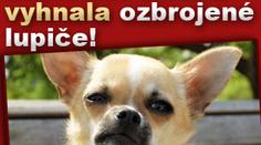 Statečná čivava vyhnala ozbrojené lupiče z obchodu!