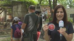 Žralok i vzácní lvi. Hodonínská zoo u inspektora TV Nova zabodovala!