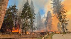 Světoznámé sekvoje v Yosemitu v ohrožení. Park sužují rozsáhlé požáry