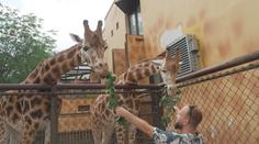 Zoo v Olomouci láká na krmení žiraf a mládě hrabáče. Děti zabaví i lanový park