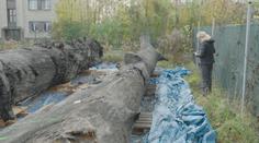 Čeští archeologové slaví úspěch. V Labi našli stovky let staré čluny
