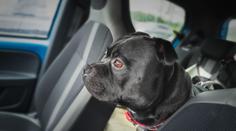 Dramatická policejní honička skončila šokem. Za volantem seděl pitbull!