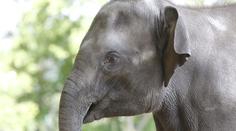 TRAGÉDIE: V Pražské zoo zemřel sloní miláček - 5letá Tonya. Zabil ji záhadný virus