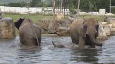 Sloní koupel. První africké slůně v Česku poprvé plavalo