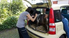 Němka pašovala shetlandského poníka do Česka v kufru auta