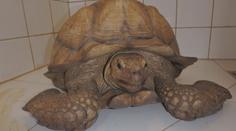 V obci Pořín se zatoulala obří želva, strojvedoucí kvůli ní zastavil vlak
