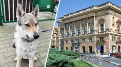 PŘEHLED: Stát prodává zajímavé domy. Získat ale můžete dokonce i psa