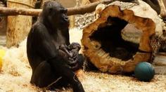 Další přírůstek v pražské zoo! Matka slavné gorily Moji je březí