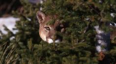 Běžce v Coloradu napadla puma! Při zoufalé obraně ji uškrtil