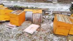 Vandal poničil třicet úlů, včelař vypsal odměnu za jeho dopadení!