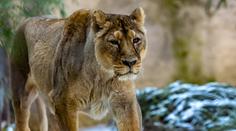 Ostravská zoologická zahrada utratila lvici. Byla vážně nemocná