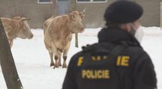 Krávy na útěku zaměstnaly policisty i hasiče. Přepravce zvířat čeká trest