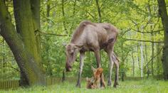 VIDEO: V chomutovské zoo se narodila losí dvojčátka