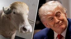 Buvol vypadá jako Donald Trump. Stal se hvězdou, místo porážky míří do zoo