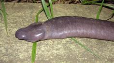 V Brazílii našli hada, který vypadá jako penis